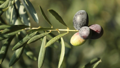 Ata ağaçlarında yetiştirilen "Karamürsel Samanlı zeytini" tescil yolunda