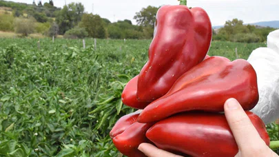 Kapya biberi bu sene üreticisinin yüzünü güldürdü
