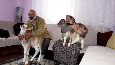 İki buzağı ve sekiz kediyle aynı evi paylaşıyorlar