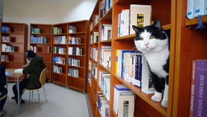 Üniversiteliler kampüste patili dostlarıyla iç içe yaşıyor