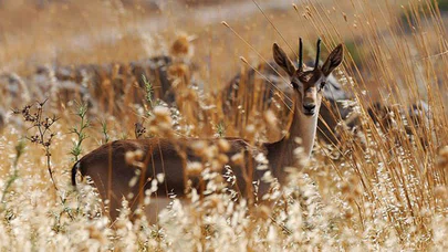 'Gazella gazella' türü dağ ceylanlarının varlığı artıyor