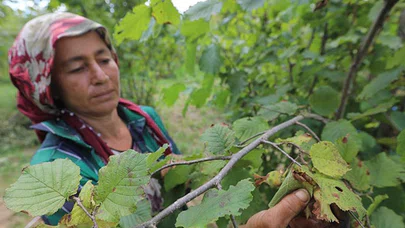 İstanbul'da fındık hasadı görenleri şaşırtıyor