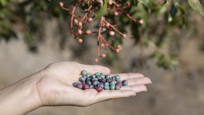Güz gelince köylüler dağlara çıkıp topluyor!