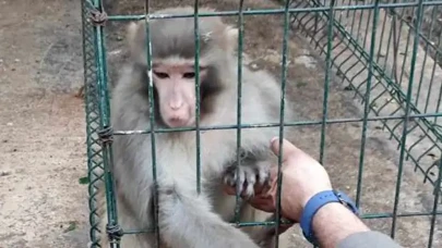 Antalya'daki bir evde kafesin içinde bulunmuştu! Ekipler görür görmez el koydu