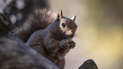 Munzur Vadisi'nin sevimli sakinleri sincaplar kış hazırlığında