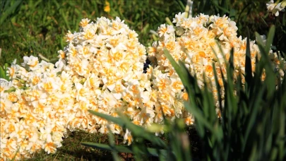 2025 İzmir Karaburun Nergis Festivali Ne Zaman, Nerede Yapılacak, Festivalde Hangi Etkinlikler Var?