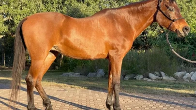 Dünyanın En Yaşlı Arap Atı, 36 Yıl Sonra Hayatına Veda Etti