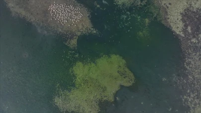 İzmir Körfezinin Son Hali Görenleri Korkuttu! Su Yüzeyi Neden Yeşile Döndü, Nasıl Temizlenecek?