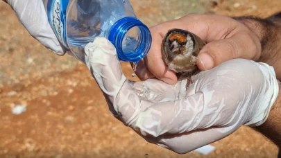 Bu kadarı da 'pes' dedirtti: 1431 saka kuşu yasa dışı ihracattan kurtarıldı!