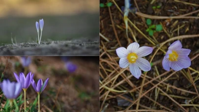 Munzur Vadisi’nde kışın habercisi 'Vargitler' açtı