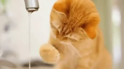 Kedi ve Köpek Mamalarıyla İlgili Az Bilinen 5 Önemli Detay! Sağlıklı Beslenme Sandığınızdan Farklı Olabilir!