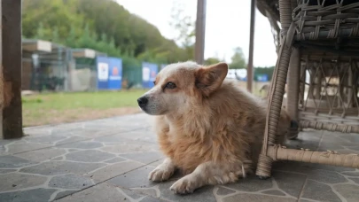 Bir kap mama, bir dünya sevgi: NaturalNest ve Etkin Eczacılık Derneği’nden anlamlı proje