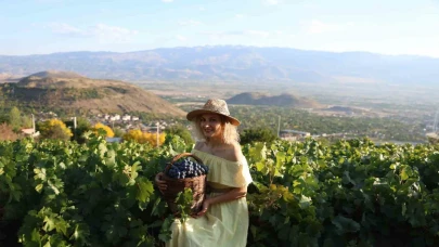 Erzincan’ın siyah incisi: tescilli Cimin üzümünde hasat zamanı