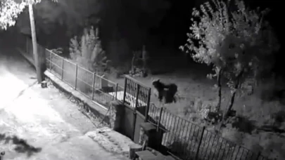 Kemaliye’de ayı paniği: vatandaş elektrik direğine çıkarak kurtuldu