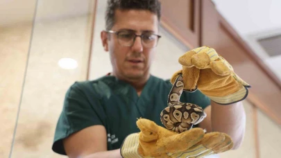 Cebinden bozuk para değil, piton çıktı!