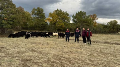 Kütahya’da kayıp 70 keçi, jandarma tarafından bulundu