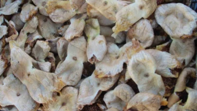 Mersin'de incir hasadı mutlu sonla bitti: Fiyatlar üreticiyi sevindirdi!