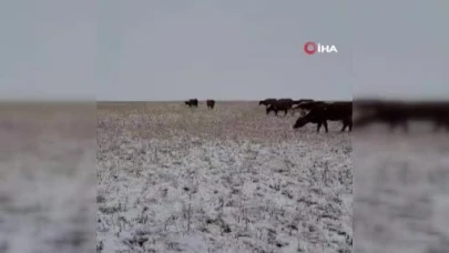 Sivas’ta kış erken geldi: Yüksek kesimler ve köyler sezonun ilk karıyla beyazladı