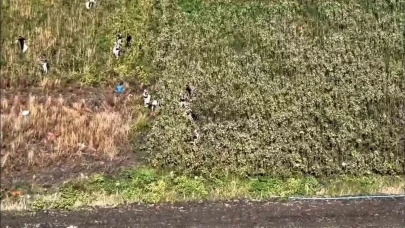 Evin arkasındaki tarlaya kimse yaklaşamıyordu sebebi ortaya çıktı!