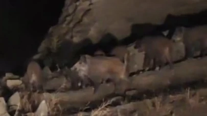 Van’da mahalleye inen domuz sürüsü görüntülendi