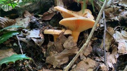 Yağışlarla birlikte artan doğada mantar dikkat