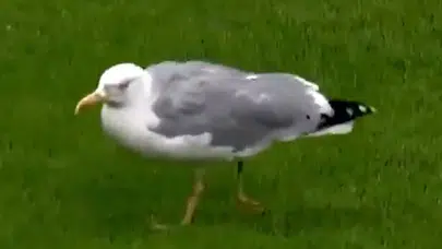 Süleyman Seba martı olarak geleceğim dedi mi, sözü gerçek mi? Yeni detaylar ortaya çıktı