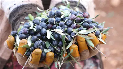 Çiftçiler mutlu! Kilis’te asırlık ağaçlarda mesai başlıyor