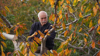 İzmir’de 70 yaşındaki çiftçinin 20 yıllık emeğini yok ettiler!