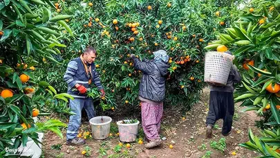 Verimi yükselen Satsuma mandalinası sezona damga vurdu