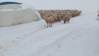 Sivas’ta yoğun kar faciaya dönüştü: Çadır çöktü, onlarca koyun kar altında kaldı!
