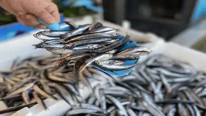 Sıcak deniz, erken göç: Karadeniz’de hamsi krizi!