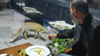 Bağ evine her akşam gelen sürpriz misafirler sosyal medyada gündem oldu!