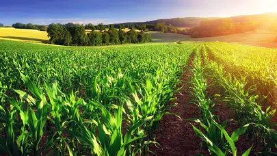 Tarımda güncel durum: Mardin’in bitki sağlığı raporu yayınlandı!