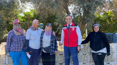 Aydın’da mandalina dönemi başladı: Hasat mevsimi coşkuyla açıldı!