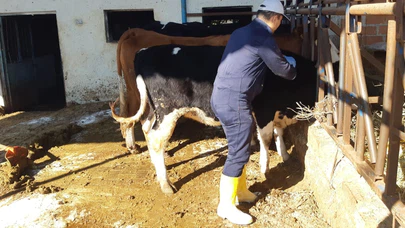 Karacasu'da ekipler sahada: Şap hastalığına karşı büyükbaş aşılama sürüyor!