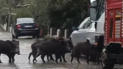 Yağışlar devam etti, domuzlar sokaklara indi: O anlar viral oldu!