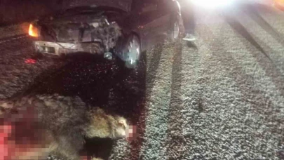 Bolu’da domuza çarpan otomobil hurdaya döndü: 1 yaralı