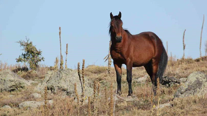 Afyon’da bulutlar ve yılkı atları aynı karede büyüledi!