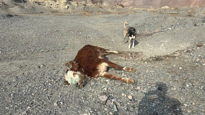 Başpınar köyünde şap paniği: Meraya atılan hayvanlar kriz yarattı!