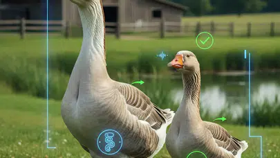 Kazların Cinsiyeti Nasıl Anlaşılır? Yanılma Payı Olmadan Dişi ve Erkek Kazı Ayırt Etme Yöntemleri