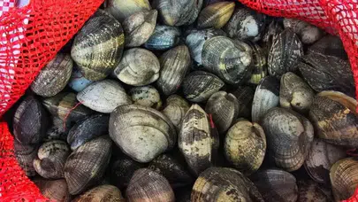 Kaçak midye baskını: Sürücüye rekor ceza!