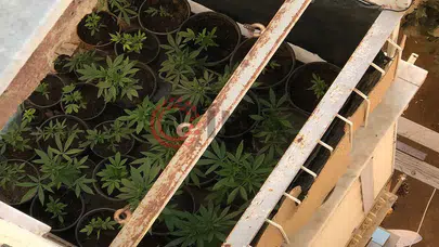 Haftalık denetimde şok eden manzara: Saksıdan çiçek beklerken kenevir çıktı!