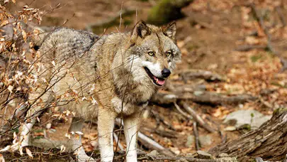 Ayazı beklemeden saldıran kurt dehşet saçtı!