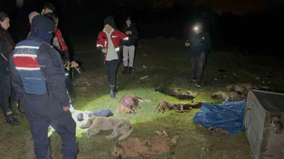 Sokakta değil, çöpte bulundular: Samsun’da 9 köpek telef oldu