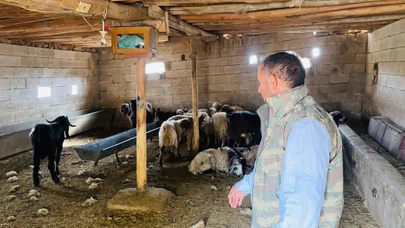 Başıboş köpekler ahırı bastı: Yetkililere acil önlem çağrısı!