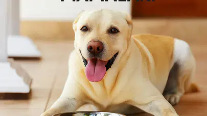 En iyi köpek maması rehberi: Köpeğinizin ihtiyacına göre doğru seçim yapın