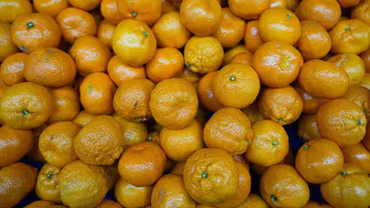 Türk mandalinası dünyayı fethetti... İhracatta tüm zamanların rekoru kırıldı!