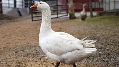 Kamberağa Köyünde gülümseten an: sevimli misafir için gönülden helallik!