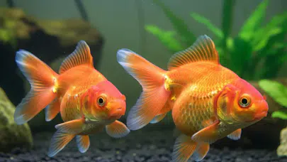 Japon Balığının Cinsiyeti Nasıl Anlaşılır? Erkek ve Dişiyi Ayırt Eden 5 Kesin İşaret