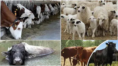 Tarım Bakanlığı’ndan üretimi artıracak 2,7 milyarlık dev yatırım!